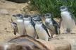 Phillip Island Private Tour Penguins Wildlife and Scenic Views - Image 3