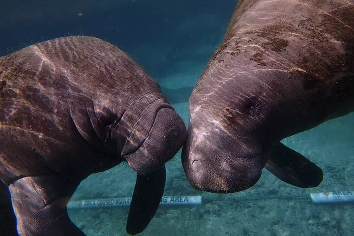 Swim with Manatees: Eco-Educational Tour in Crystal River