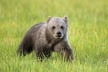 Yellowstone Custom Wildlife and Nature Tour - Second Medium