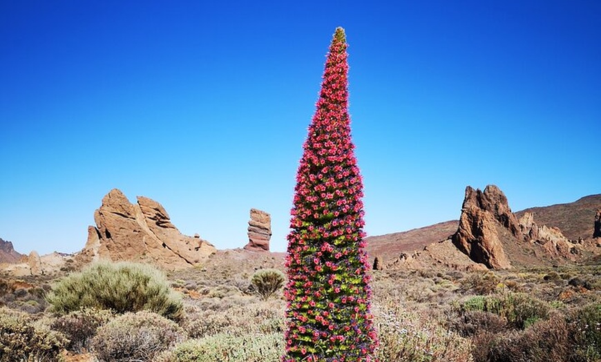 Image 10: Parque Nacional Teide con furgoneta