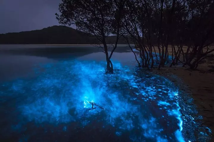 Bioluminescence Kayak Tour Near Orlando - Second Medium