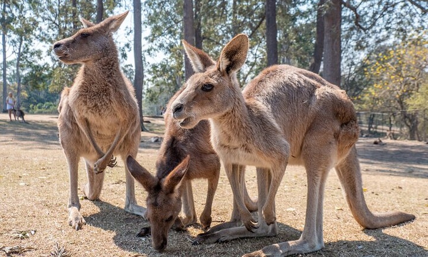 Image 9: Brisbane Private Shore Excursions with Lone Pine Koala Sanctuary