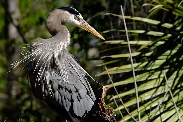 Marco Island Dolphin Sightseeing Tour