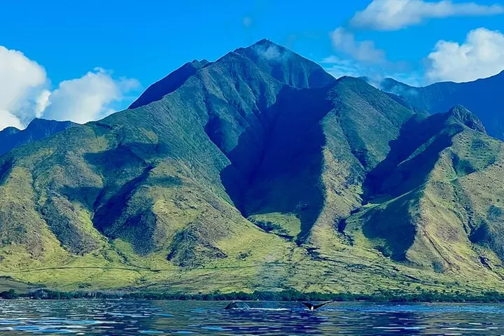 Kayak, Whale Watch, and Snorkel With Optional Photo and Video