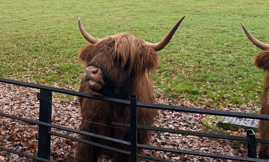 Image 6: Glasgow Wildlife Centre Higlands Cow Apacas Walking Tour