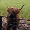 Image 6: Glasgow Wildlife Centre Higlands Cow Apacas Walking Tour