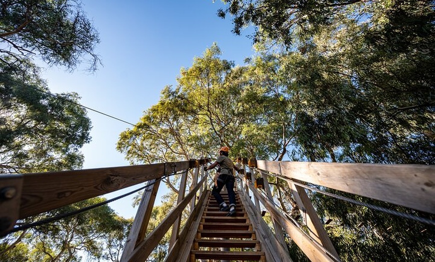 Image 4: Tree Top Activity for Thrill Seekers and Adventurers in Adelaide