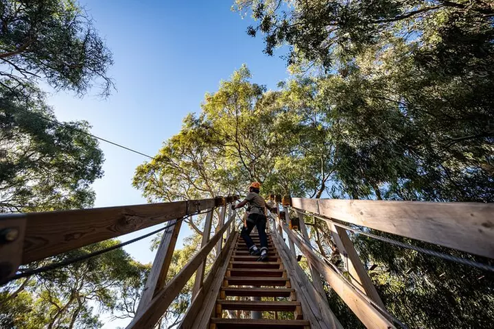 Tree Top Activity for Thrill Seekers and Adventurers in Adelaide - Primary Image
