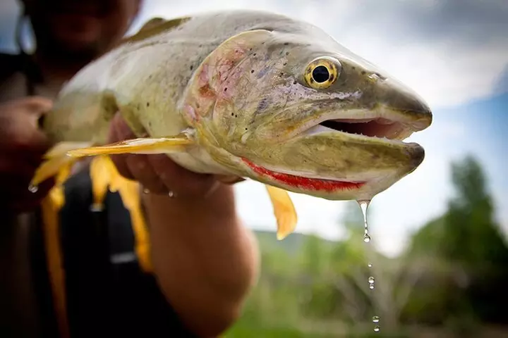 Full Day Private Fly Fishing in Yellowstone - Second Medium