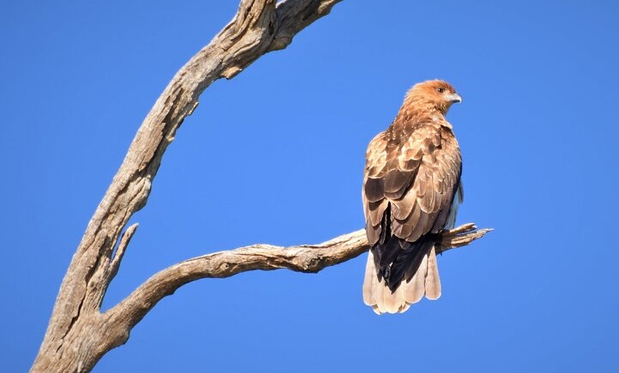 Image 8: Private Guided Birdwatching Tour in Banrock Station