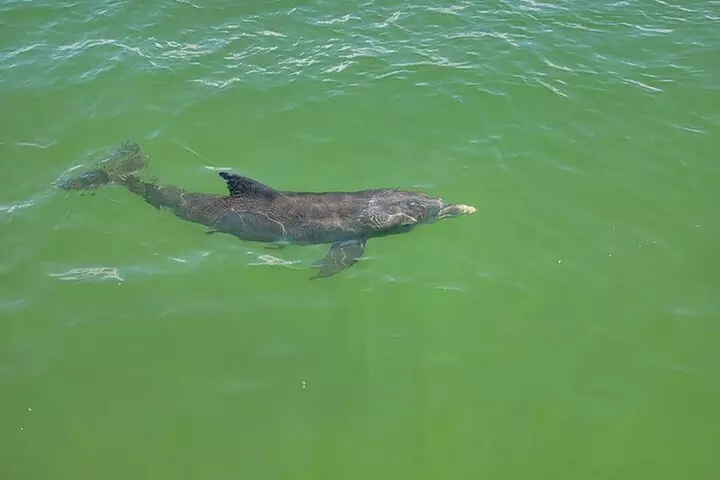 Sunset Dolphin Cruise with Sanibel Lighthouse Views