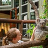 Image 13: Brisbane Private Shore Excursions with Lone Pine Koala Sanctuary