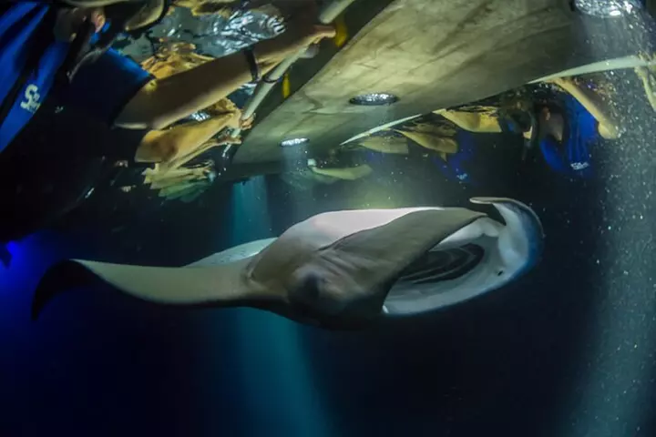 Night Manta Ray Experience - Second Medium