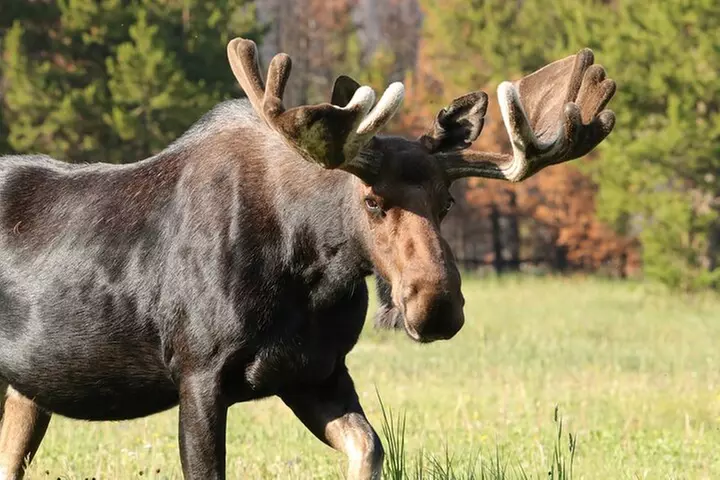 Half-Day Rocky Mountain National Park "Lake and Meadows Tour"