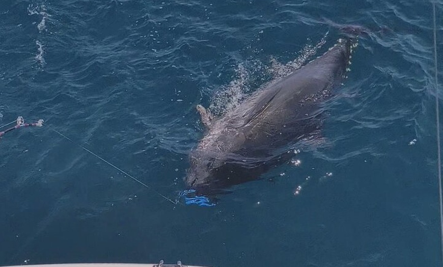 Image 5: Macaronesia Charter de Pesca en La Gomera (Islas Canarias)
