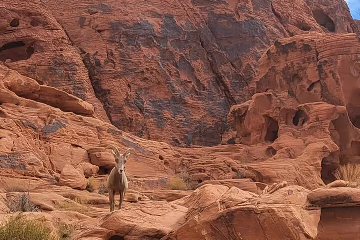 Valley of Fire Guided Hiking Tour From Las Vegas