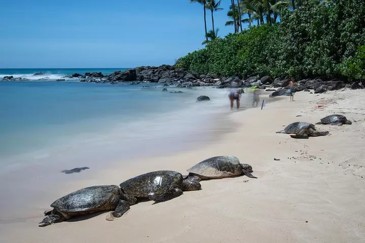 First Day Must: Oahu Sunrise & Circle Island Adventure