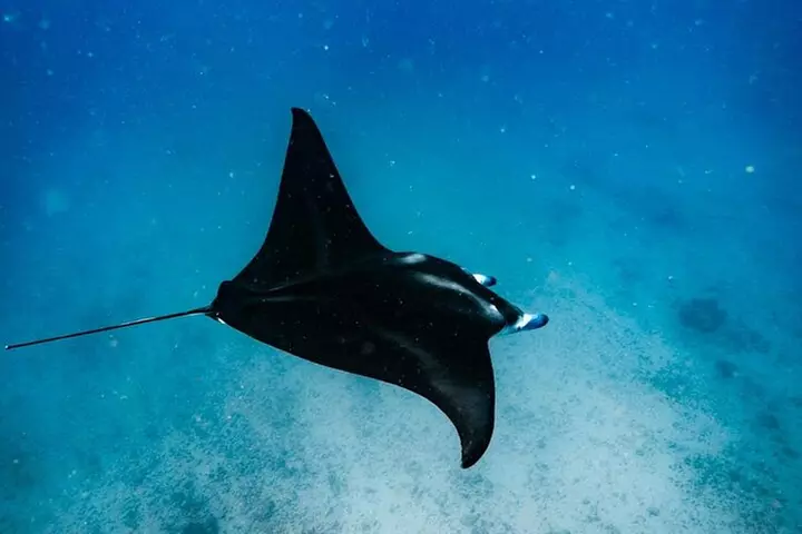 Oahu Swimming with Dolphins Speedboat Adventure