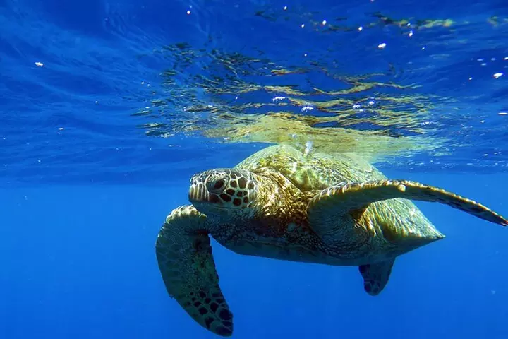 DISCOVER Scuba Diving Experience in Honolulu