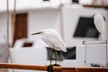 Electric boat Rentals in San Diego Bay. Family friendly boating - Second Medium