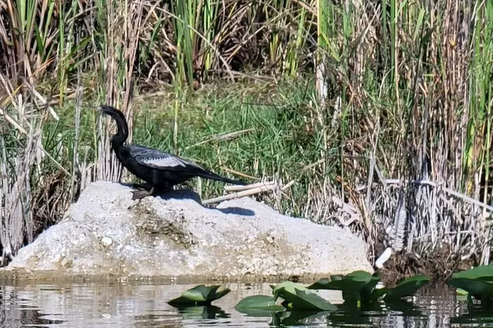 60 min. Everglades Airboat ride & pick-up ,small group +pro guide