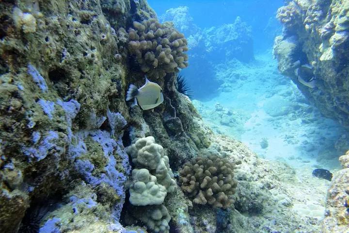 West Maui Snorkeling Experience by Boat from Ka'anapali