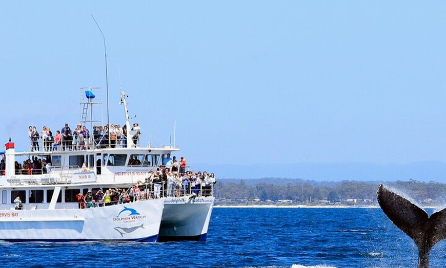 Image 5: Whale Watching Jervis Bay