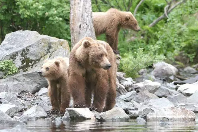 Alaska Bear Viewing Tour to Wolverine Creek from Soldotna, Alaska - Primary Image