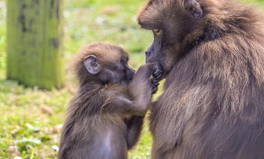 Image 5: Howletts Day Ticket