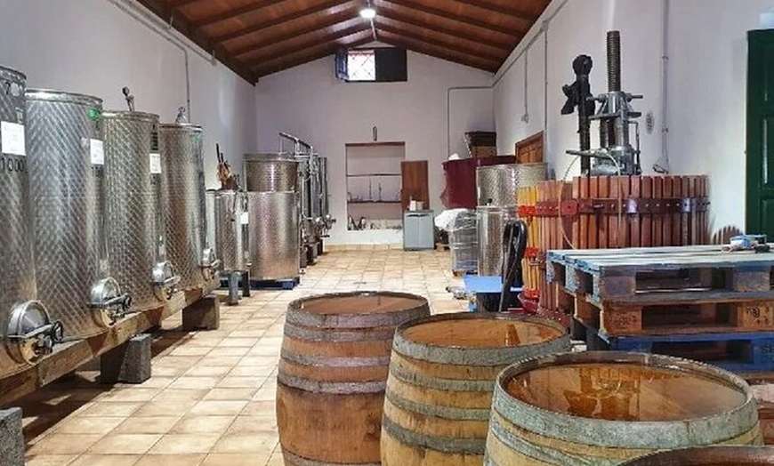 Image 13: Visita a la Bodega, Museo del Vino y Cata en Gran Canaria