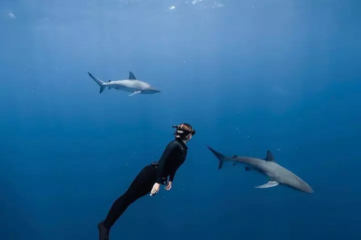 Shark Diving and Snorkeling in Oahu Hawaii - Primary Image