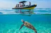 Private Turtle Canyon Snorkel Tour - Up to 6 Passengers