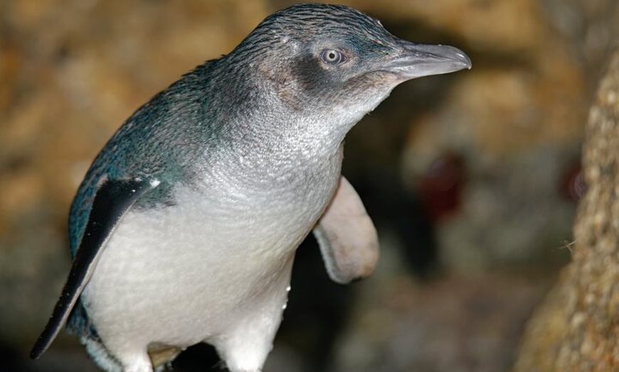 Image 21: Phillip Island Penguin Parade, Wildlife and Beach Boxes Bus Tour