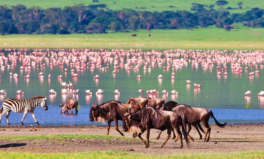 Image 4: ✈ TANZANIA | From Kilimanjaro to Zanzibar - Safari in the savannah ...