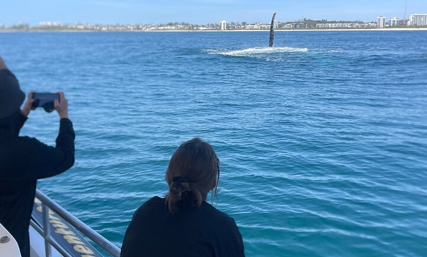 Image 15: Mooloolaba Whale Watching Tour