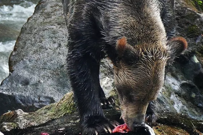 Grizzly Bears Of The Wild - Primary Image