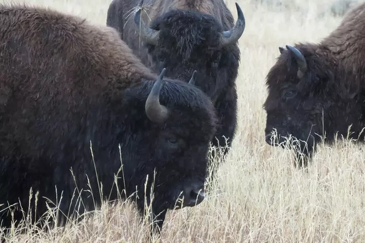 Yellowstone National Park - Full-Day Lower Loop Tour from West Yell...
