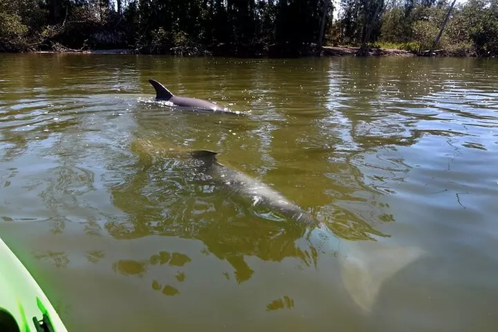 Manatee and Dolphin Kayaking Encounter