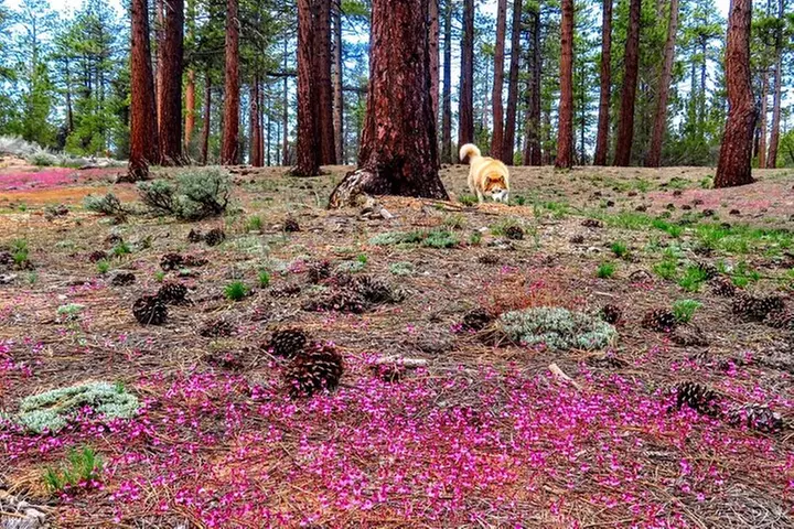 Family-Friendly Nature Hike around the Big Bear Valley