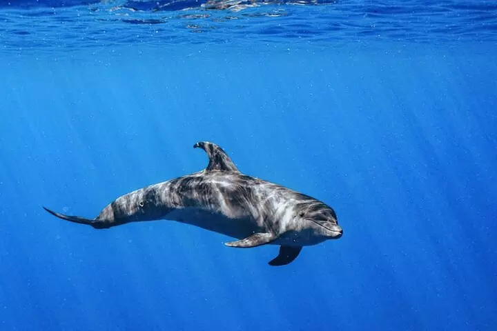 Oahu Swimming with Dolphins Speedboat Adventure