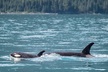Kenai Fjords Orca Quest Cruise - Second Medium