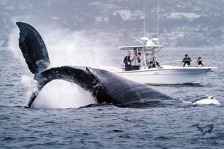 Supreme 2hr Whale/Dolphin Watching Newport Beach, 6 person max