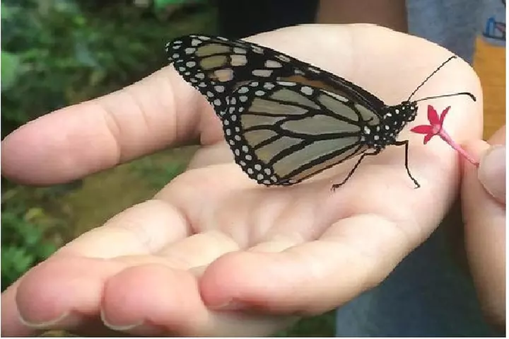 The Maui Butterfly Farm Tour