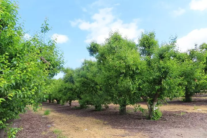 Driving in Delta's Wine Country: Private Self-Guided Audio Tour