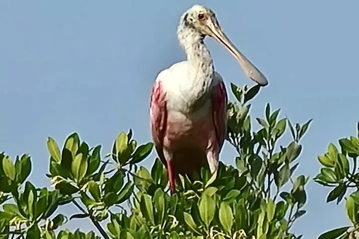 Dolphin and Manatee Kayak Tour of Daytona Beach
