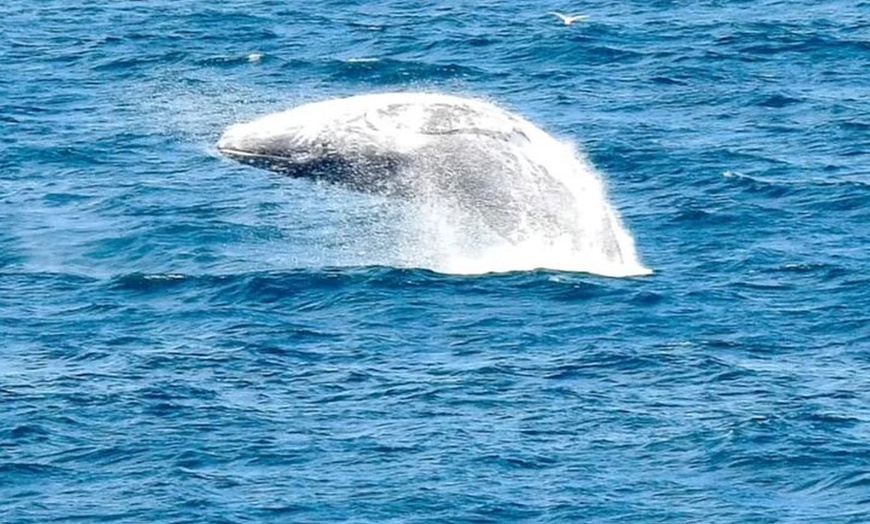 Image 37: Sydney Guided Wildlife Walk Explore Birds and Nature