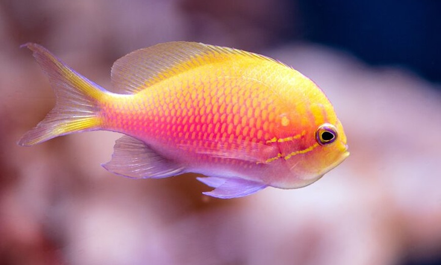 Image 4: Cairns Aquarium by Sunrise