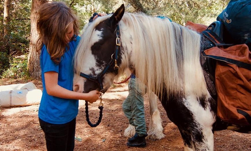 Image 9: Pack Pony Wild Camping in Ancient Woodland, Dorset