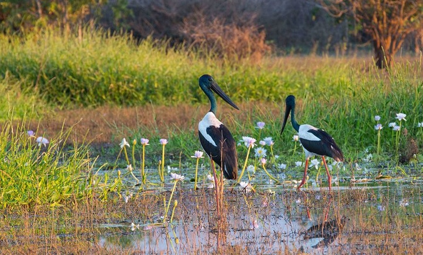 Image 10: Corroboree Billabong Wetland Cruises - 1.5 hour Morning cruise