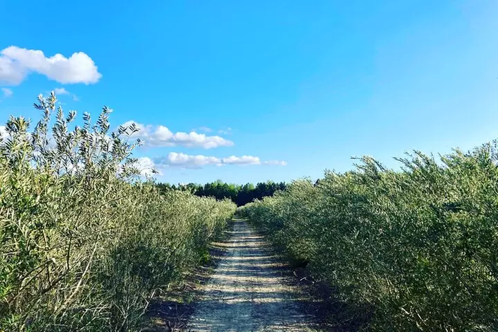 The Olive Grove Tour